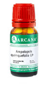 AMPELOPSIS quinquefolia LM 60 Dilution